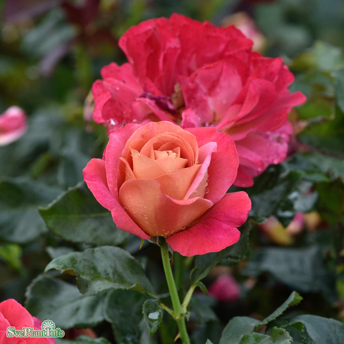 Rosa 'Thor Heyerdahl' C4