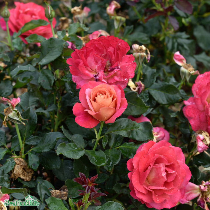 Rosa 'Thor Heyerdahl' C4