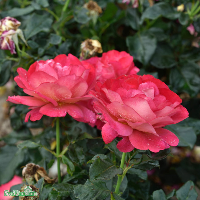Rosa 'Thor Heyerdahl' C4