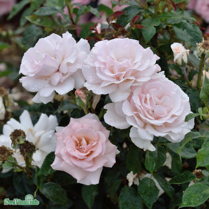 Rosa 'A Whiter Shade of Pale' A-kval C5