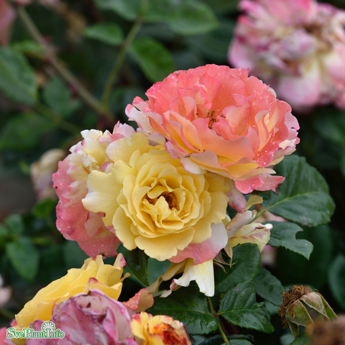 Rosa 'Aquarell'
