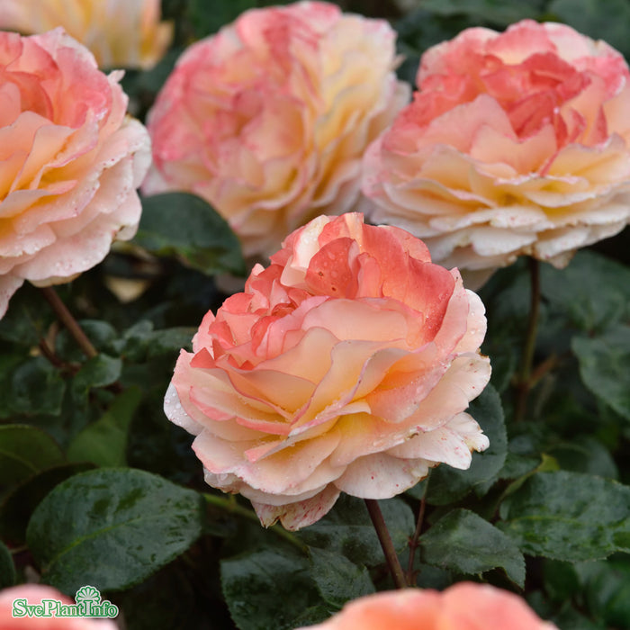 Rosa 'Scented Memory' A kval C4