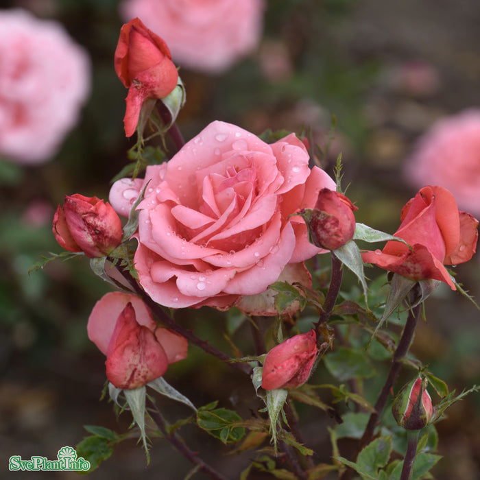 Rosa 'Louisiana' A-kval