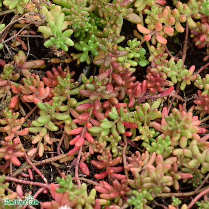 Sedum album 'Coral carpet' A-kval