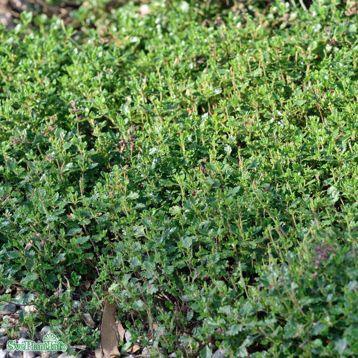 Teucrium lucidrys A-kval