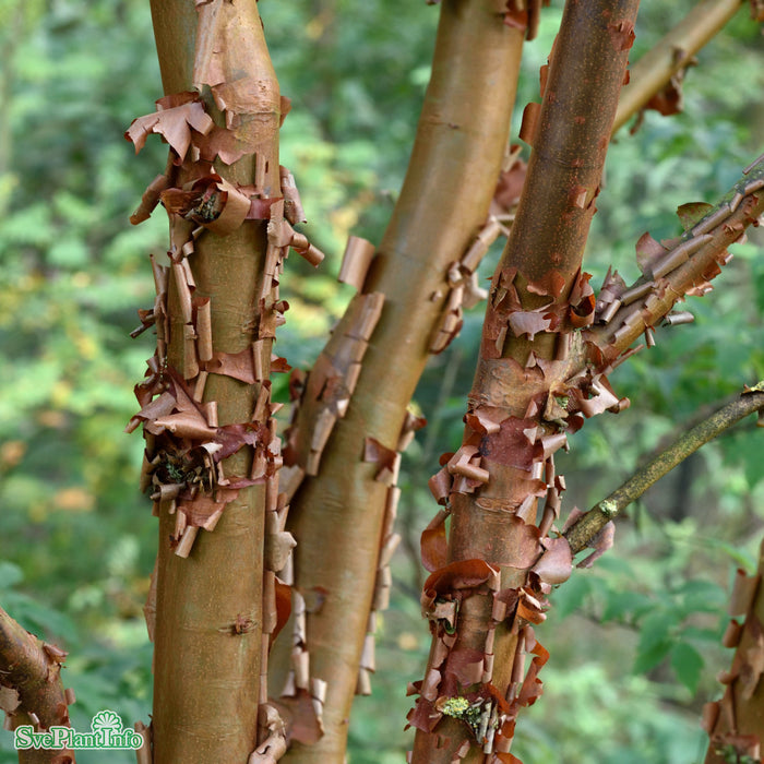 Acer griseum Solitär C50 125-150cm