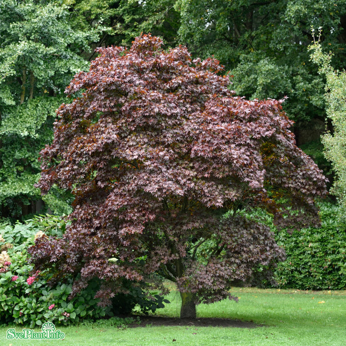 Acer palmatum 'Fireglow' Busk C6 50-60cm