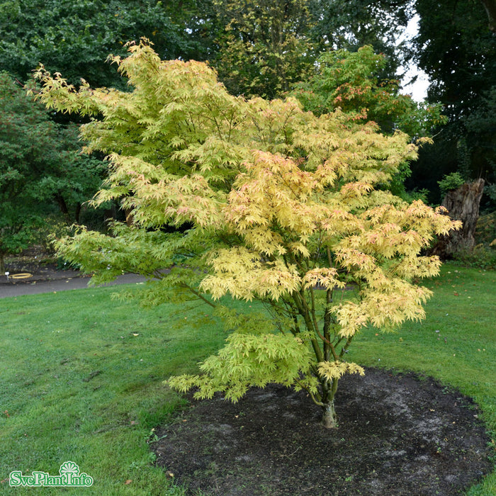 Acer palmatum 'Sangokaku' Solitär C30 150-175cm