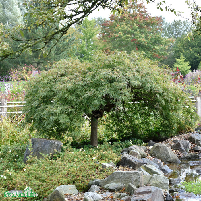 Acer palmatum 'Dissectum' Stam C10 40cm