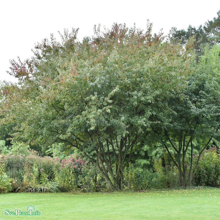 Acer tataricum ssp. ginnala Solitär C12 100-125cm