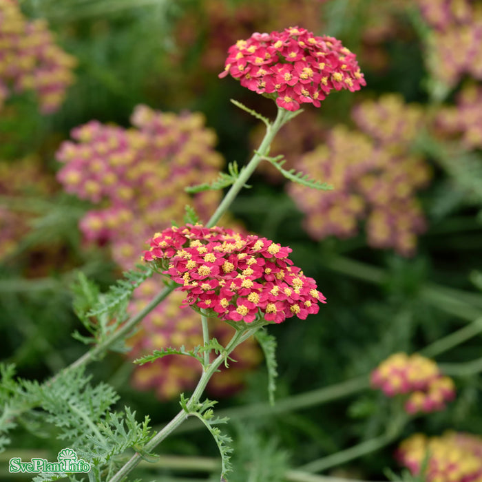 Achillea millefolium 'Paprika' A-kval