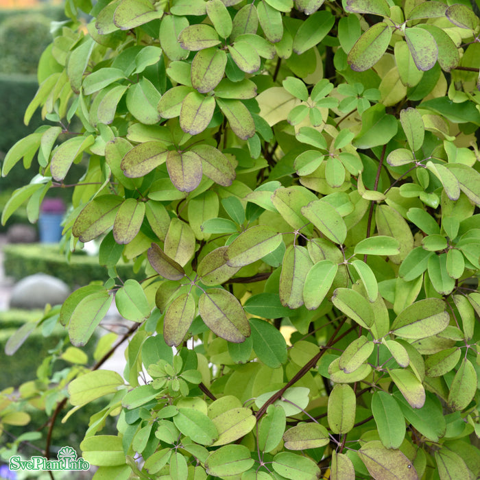 Akebia quinata 80-100 cm C2