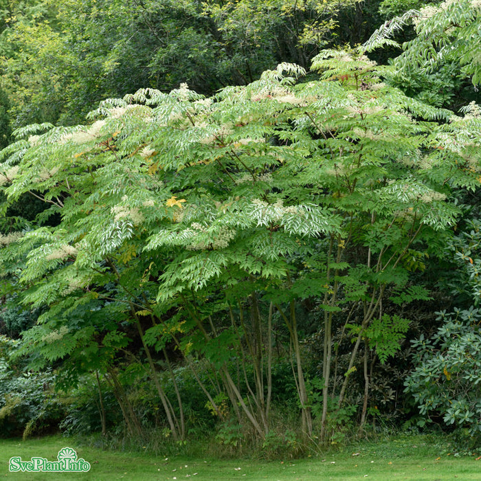Aralia elata Solitär C20 100-125cm
