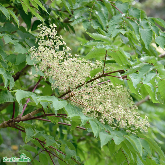 Aralia elata Solitär C20 100-125cm
