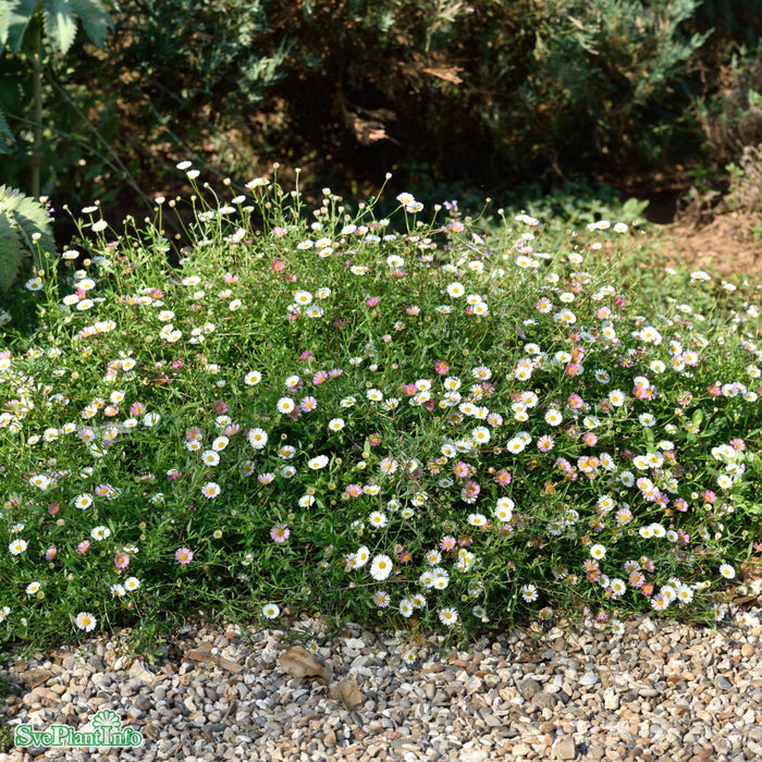 Erigeron karvinskianus A-kval C3