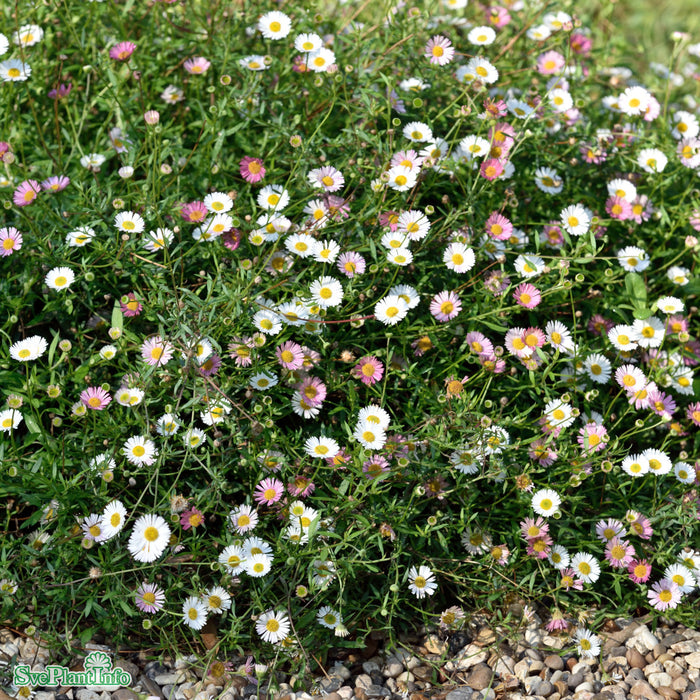 Erigeron karvinskianus A-kval C3