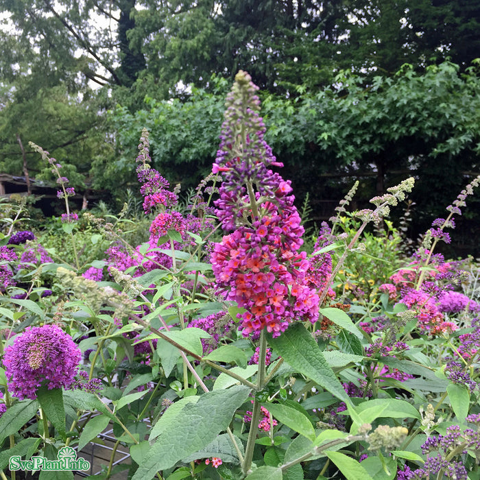 Buddleja davidii 'Flower Power' Busk  3,4