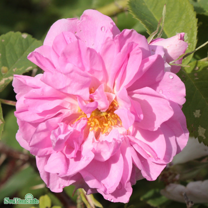 Rosa 'Quatre Saisons' A kval C4