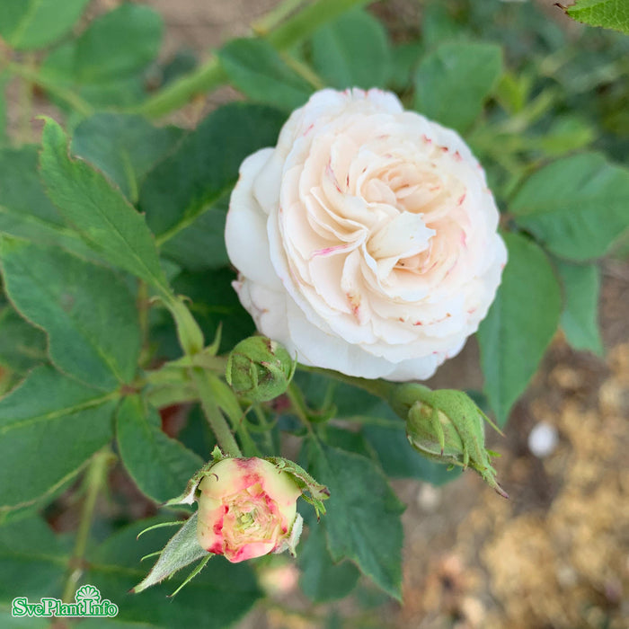 Rosa 'Boule de Neige' A kval C4