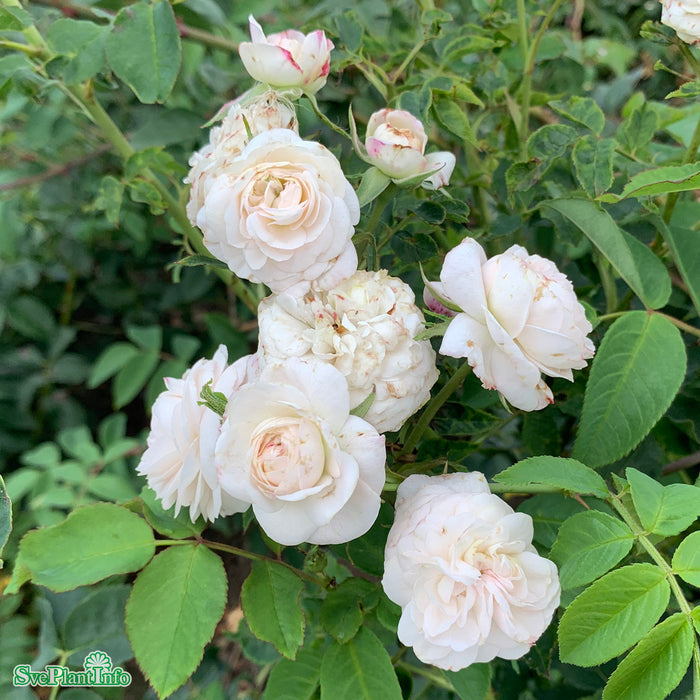 Rosa 'Boule de Neige' A kval C4