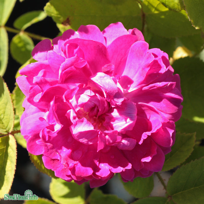 Rosa 'Eugénie Guinoisseau' A kval C4