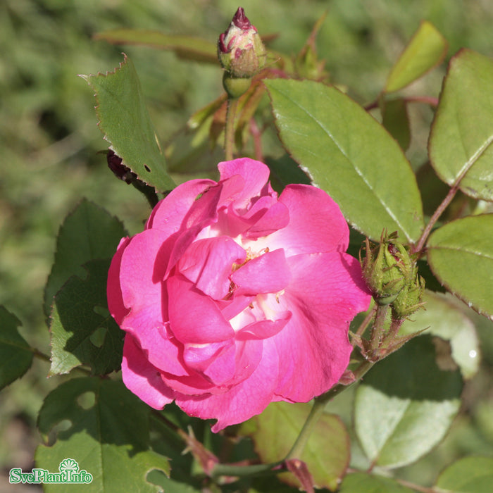 Rosa 'Rödhätte' A kval C4