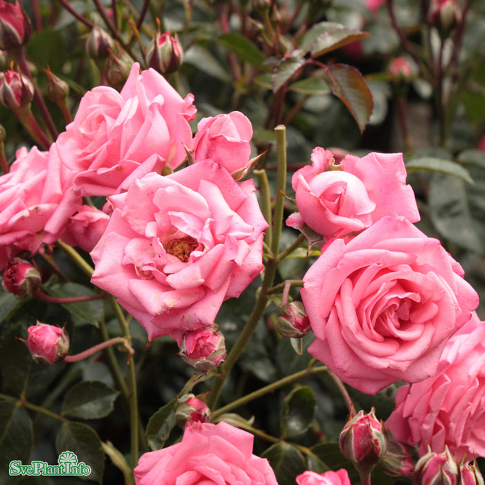 Rosa 'Bella Rosa' A kval C4