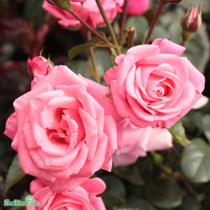 Rosa 'Bella Rosa' A kval C4