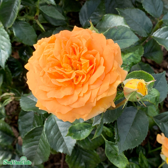 Rosa 'Goldelse' A kval C4