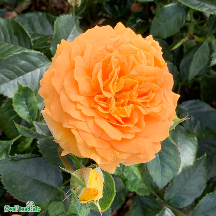 Rosa 'Goldelse' A kval C4