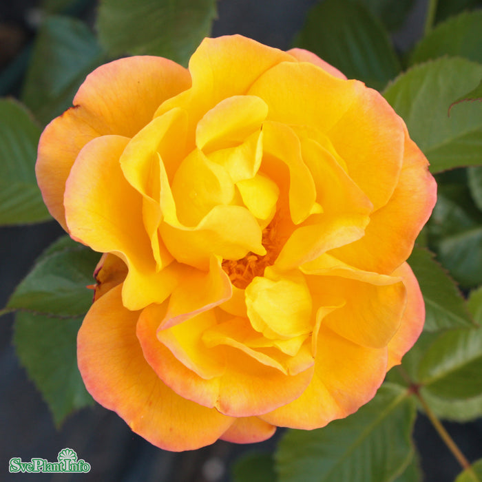 Rosa 'Goldmarie' A kval C4