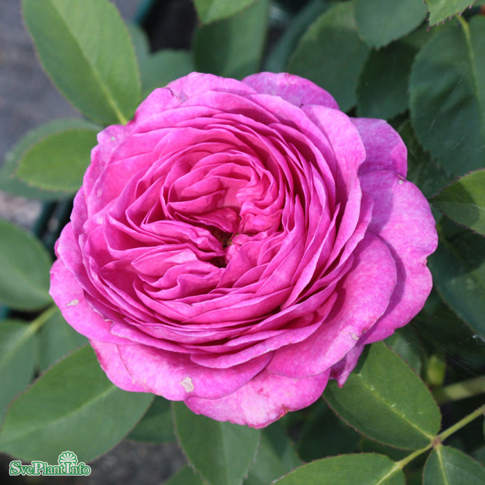 Rosa 'Heidi Klum Rose' A kval C4