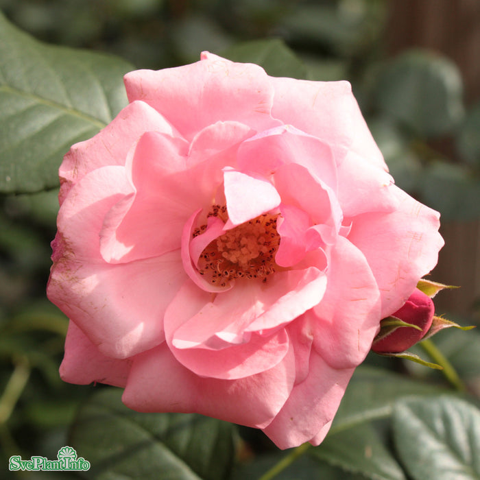 Rosa 'Lill Lindfors' A kval C4