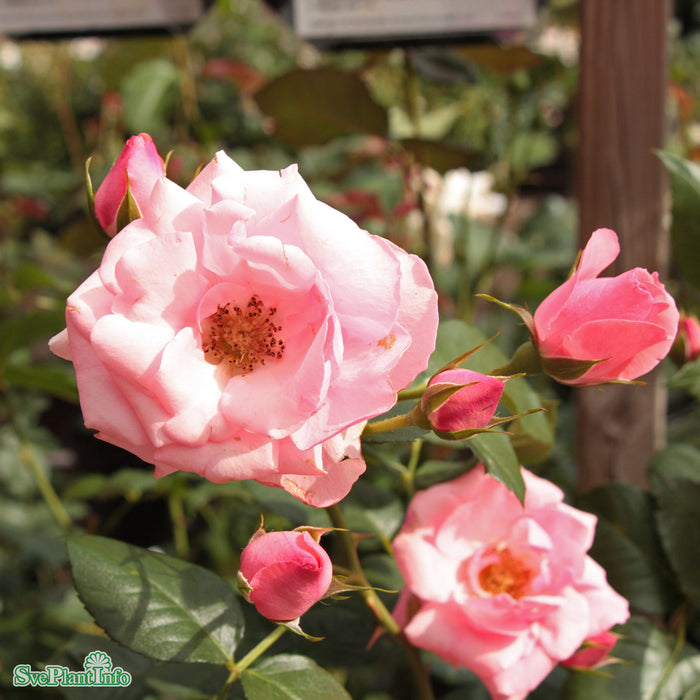 Rosa 'Lill Lindfors' A kval C4