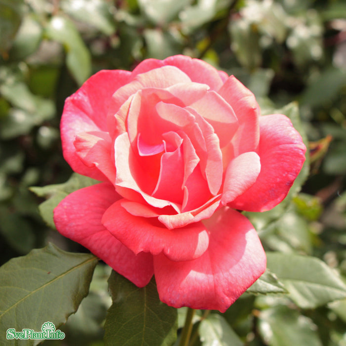 Rosa 'Läckö' A kval C4