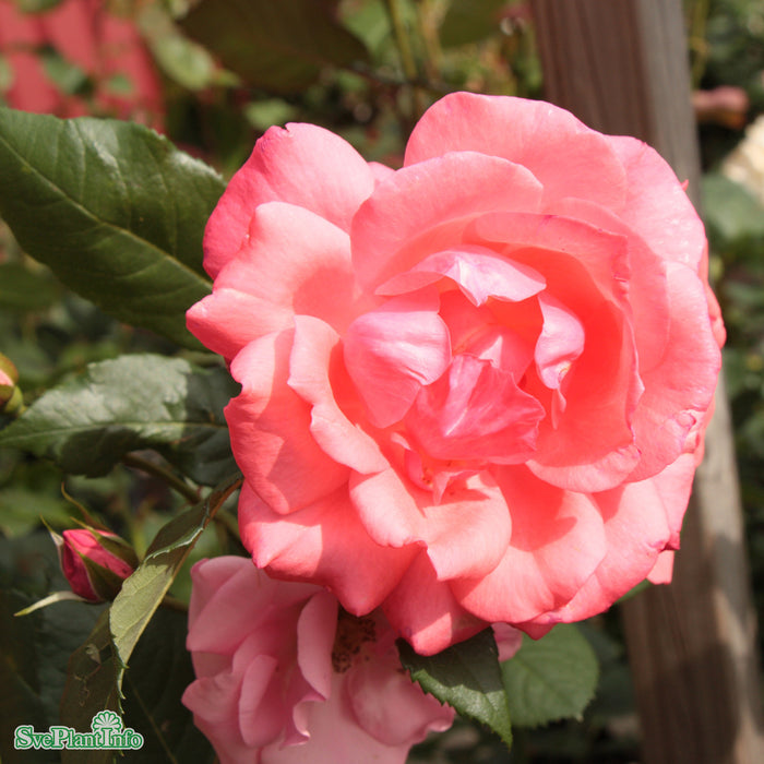 Rosa 'Läckö' A kval C4