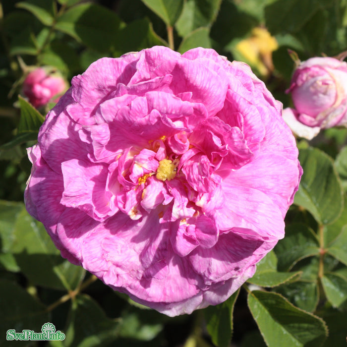 Rosa 'Aimable Amie' A kval C4