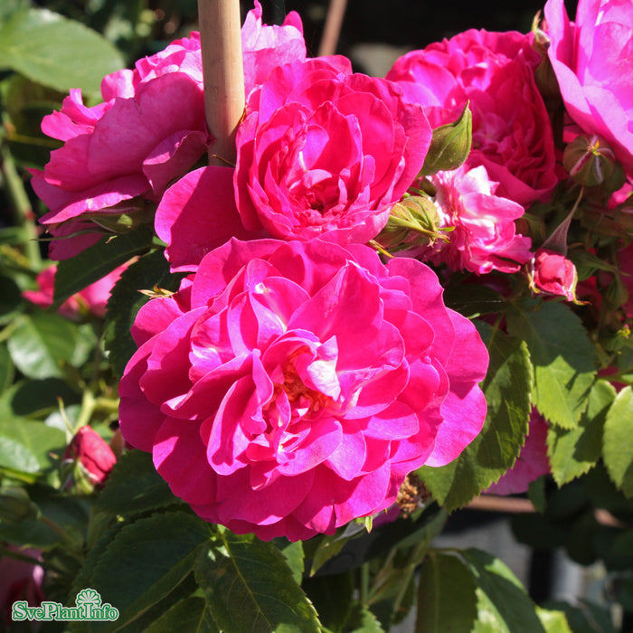Rosa 'Henry Kelsey' A-kval