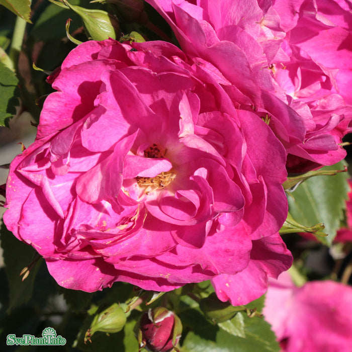 Rosa 'Henry Kelsey' A-kval