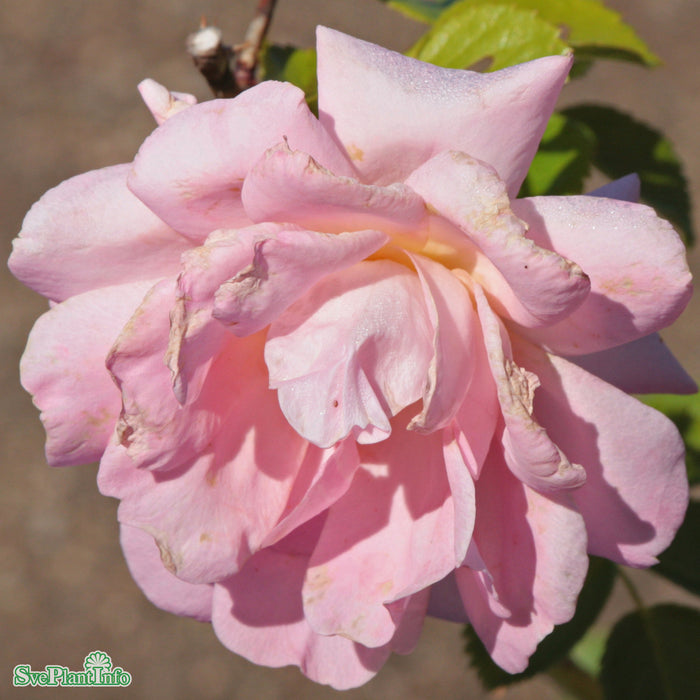 Rosa 'Marie Curie' C5 Stam 50cm