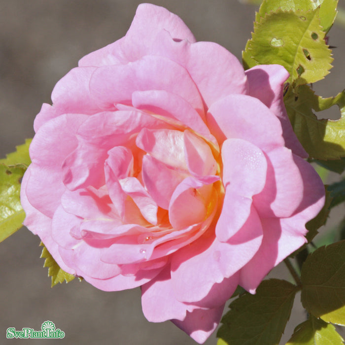 Rosa 'Marie Curie' A-kval C5