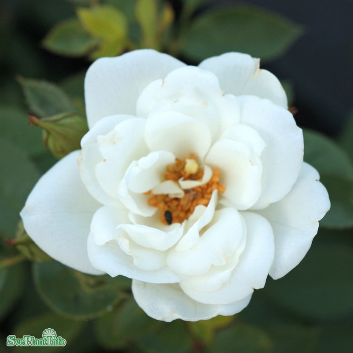 Rosa 'White The Fairy' A kval C4