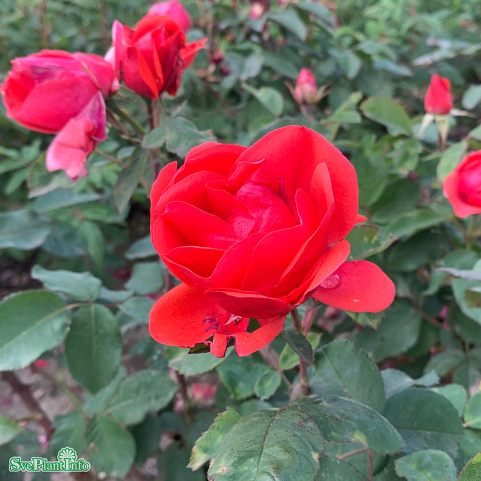 Rosa (Modern Buskros) 'Morden Fireglow' A kval C4