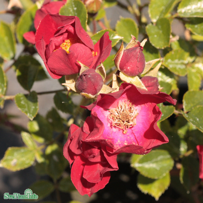 Rosa 'Bassino' A kval C4