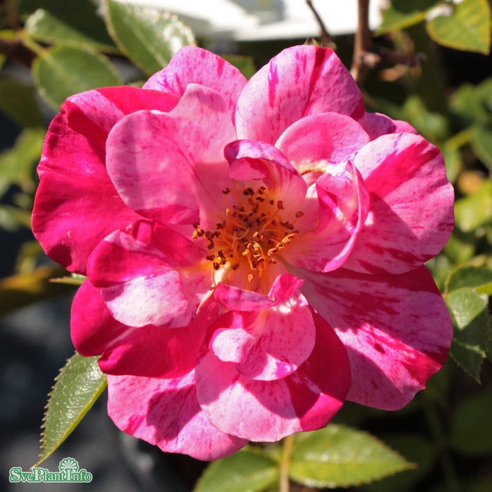 Rosa 'Candy Cover' A kval C4