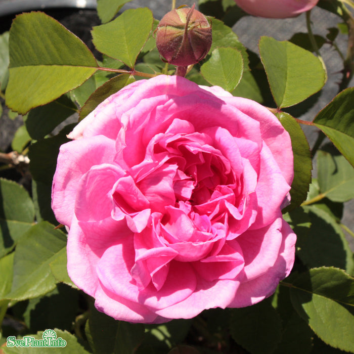 Rosa 'Gertrude Jekyll' A kval C6