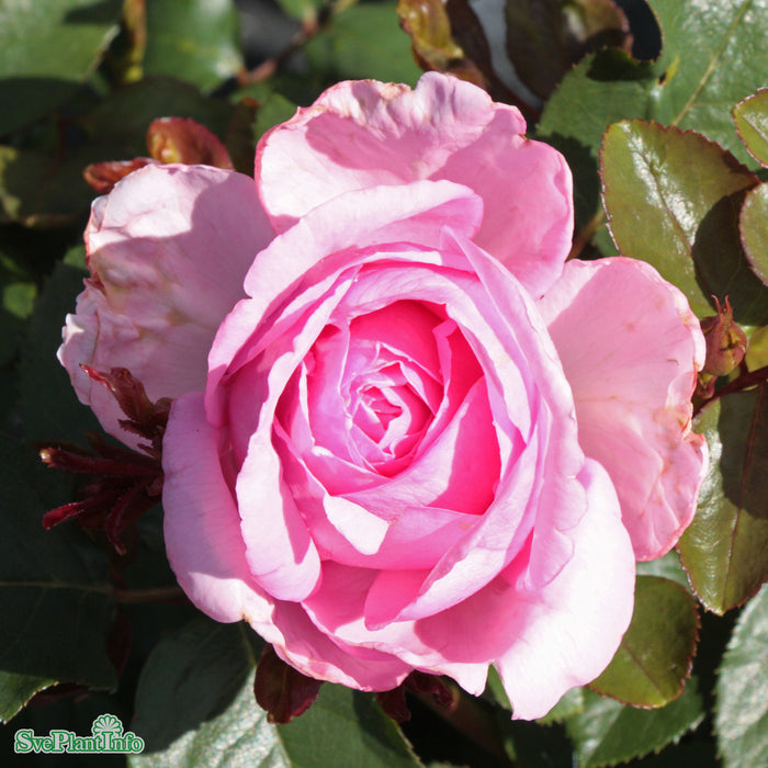 Rosa 'Ghita' C4