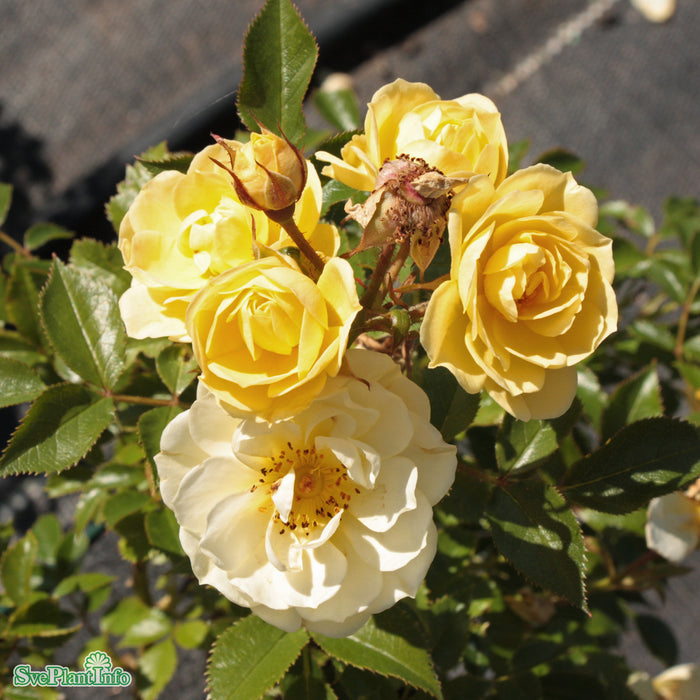 Rosa 'Golden Cover' A-kval C4
