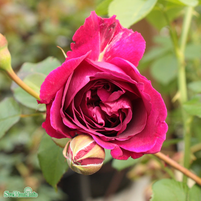 Rosa 'William Shakespeare' A kval C6
