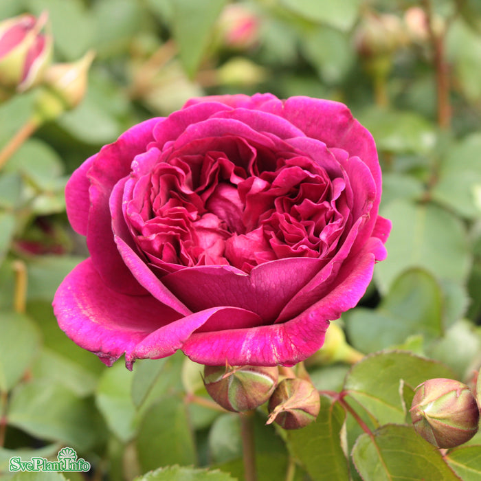 Rosa 'William Shakespeare' A kval C6